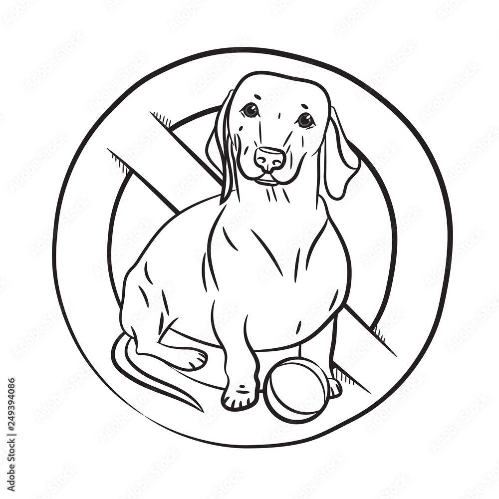 How To Keep A Black And White Dog White