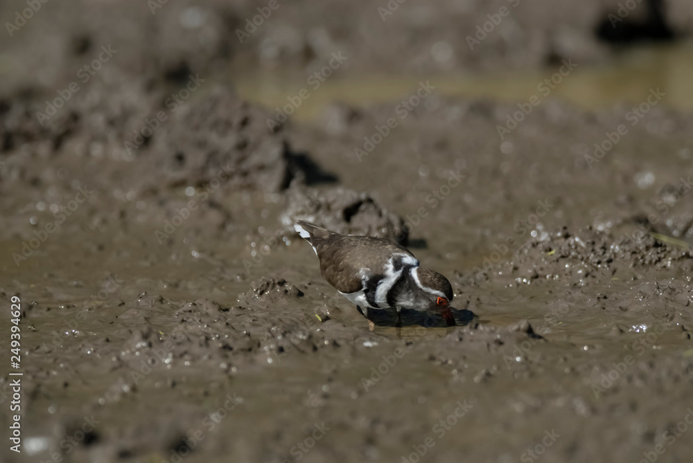 Three banded plover,in swamp environment, South Africa Three banded plover,in swamp environment, South Africa