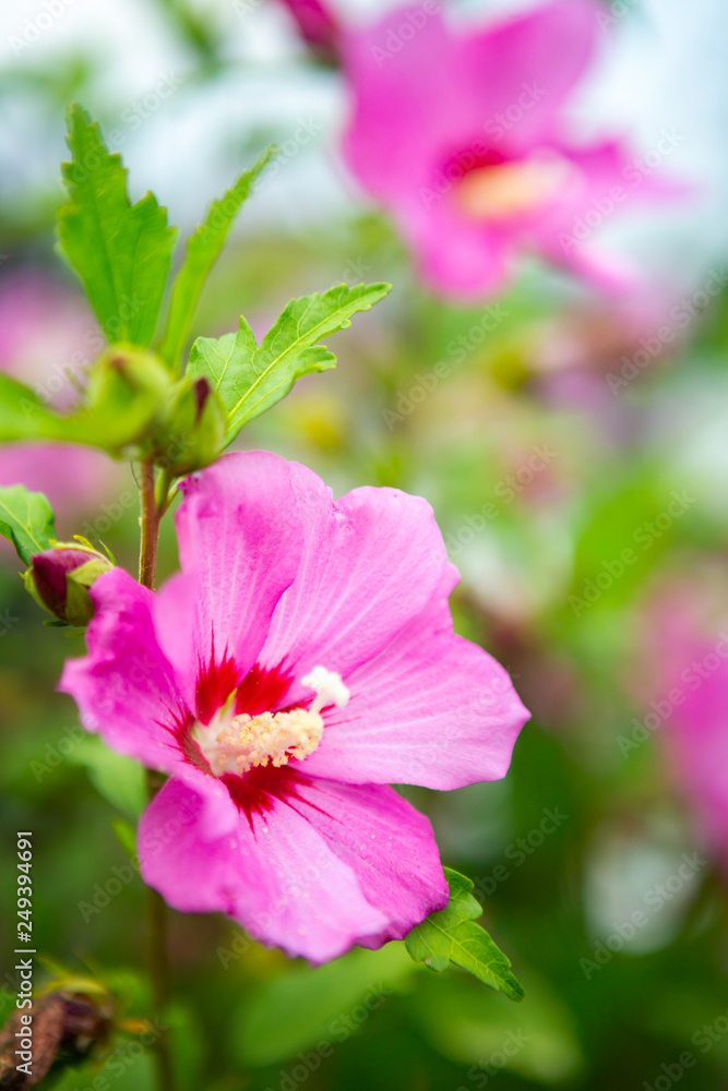 beautiful pink flower on the Green bushes. beautiful pink flower on the Green bushes.