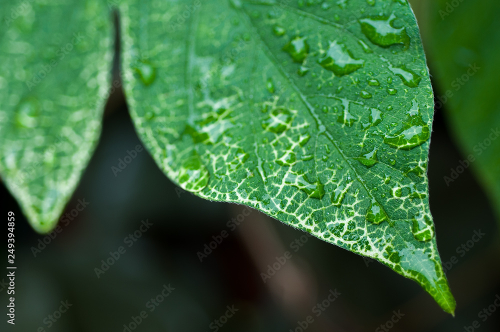 green leaf with raindrops green leaf with raindrops