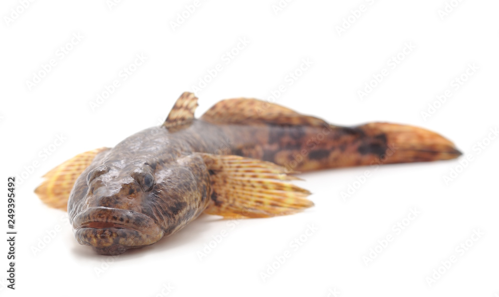 One small fish. One small fish.