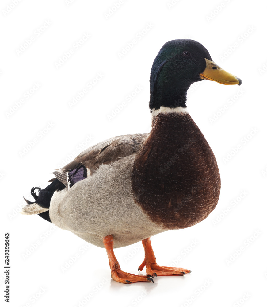 Obraz premium One brown duck.