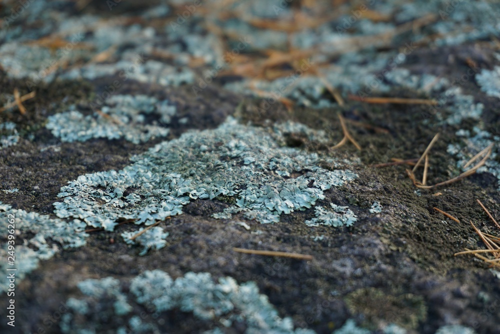 Nahaufnahme einer grünen Flechte auf einem Stein Nahaufnahme einer grünen Flechte auf einem Stein
