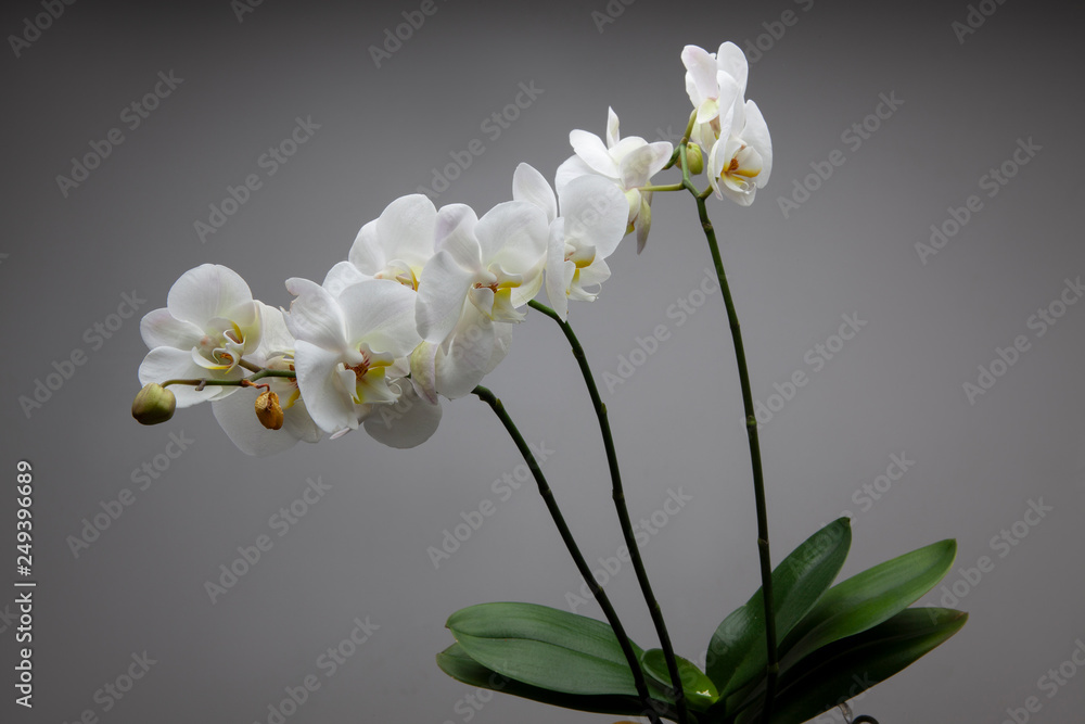 Fototapeta premium Fleur Printemps 