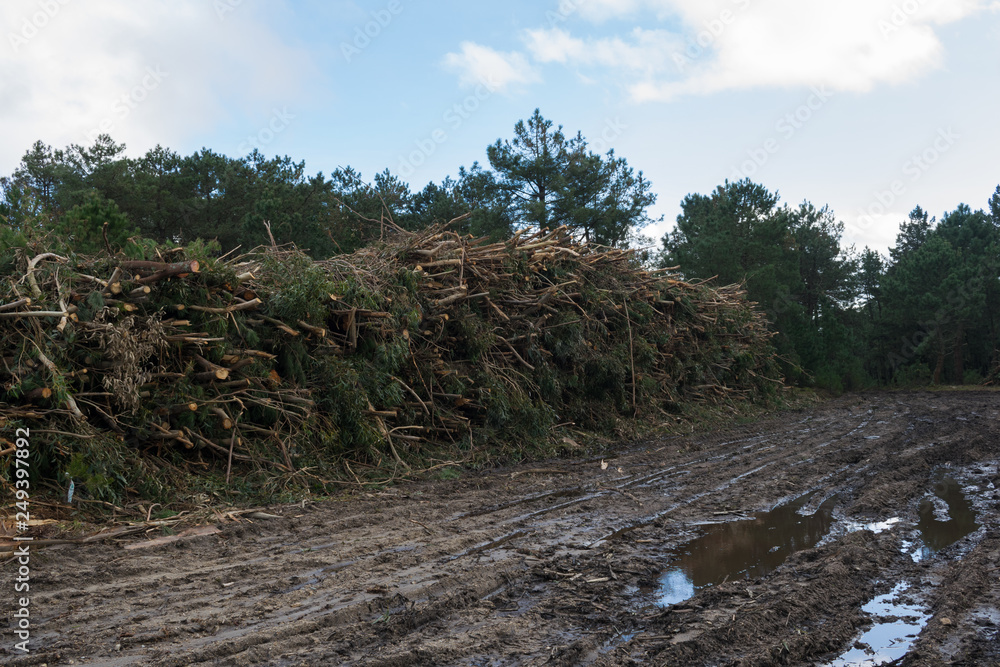 bunch of branches and tree trunks stacked on a muddy road in the forest