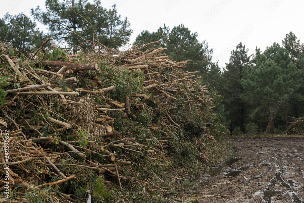 bunch of branches and tree trunks stacked on a muddy road in the forest bunch of branches and tree trunks stacked on a muddy road in the forest