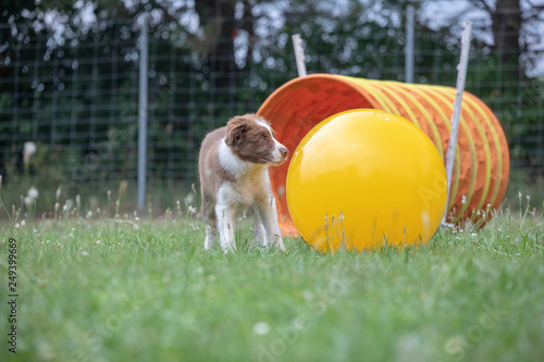 junger hund border collie welpe trainiert am hundeplatz mit dem treibball für den sport photo