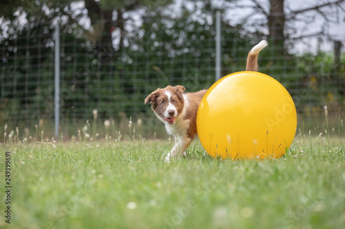 junger hund border collie welpe trainiert am hundeplatz mit dem treibball für den sport