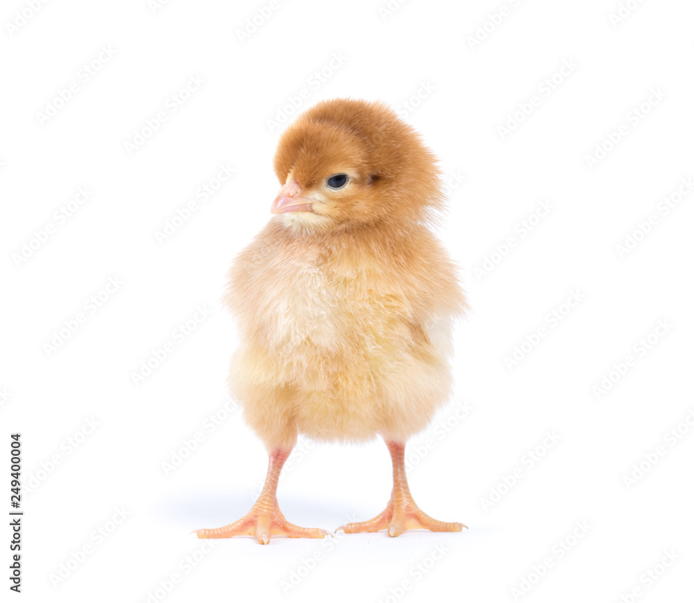 Little chicken isolated on white Little chicken isolated on white