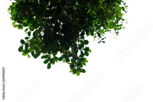 Tropical tree leaves with branches on white isolated background for green foliage backdrop 