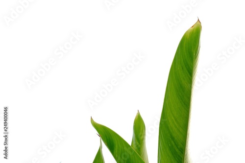 Bird of paradise plant growing in botanical garden on white isolated background for green foliage backdrop 