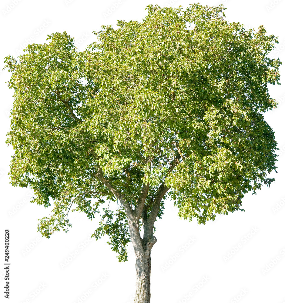 Fotografie Juglans regia - Walnuss