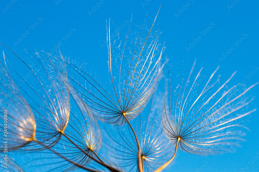 Obraz premium dandelion seeds close up blowing in blue background