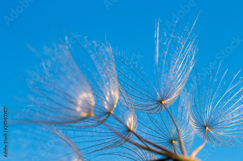 Fototapeta Naklejka Na Ścianę i Meble -  dandelion seeds close up blowing in blue background