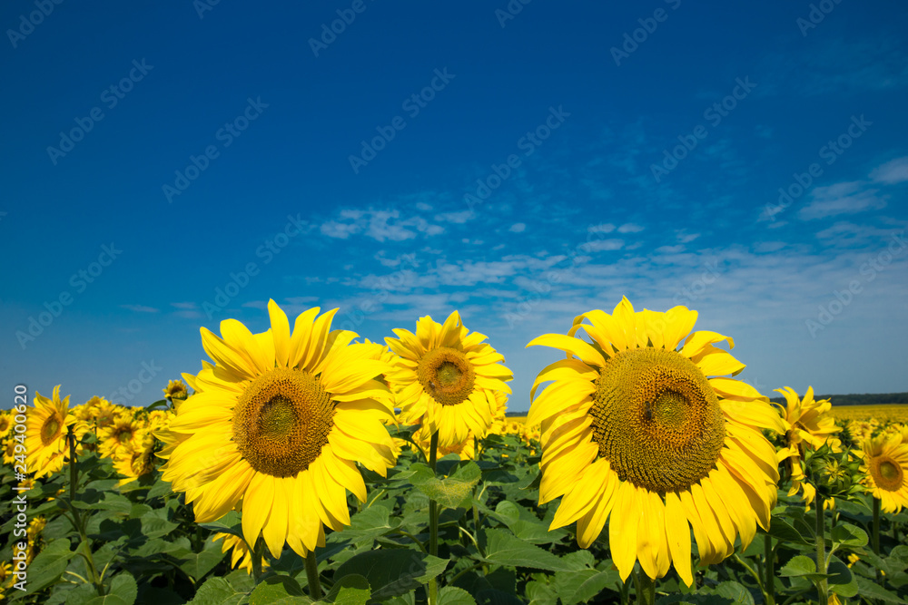 Sunflower field with cloudy blue sky Sunflower field with cloudy blue sky