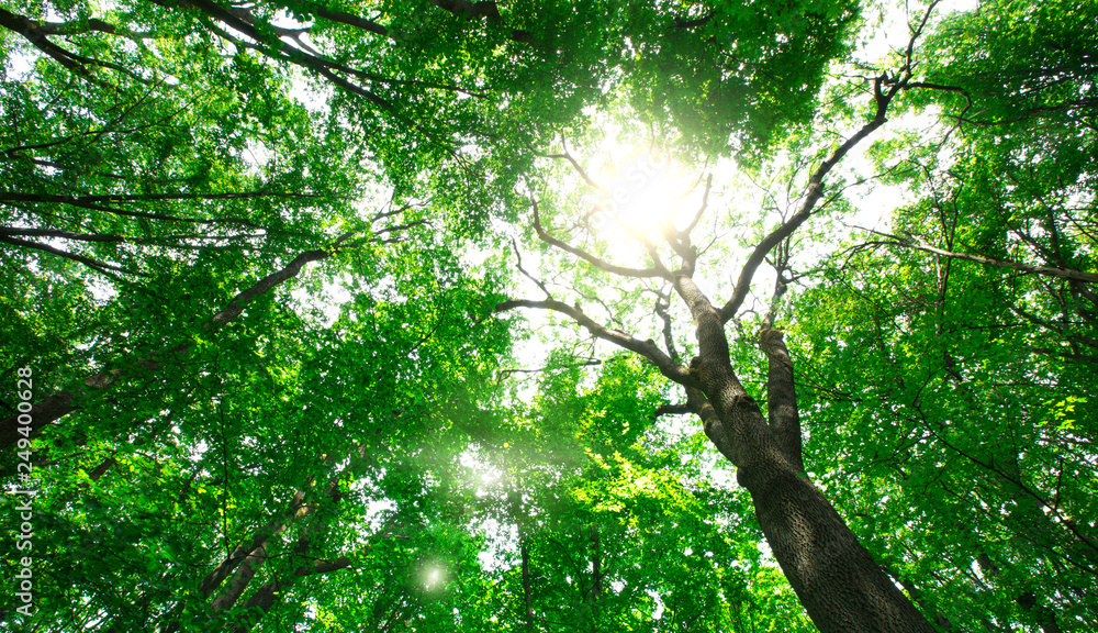 Fototapeta premium forest trees. nature green wood sunlight backgrounds