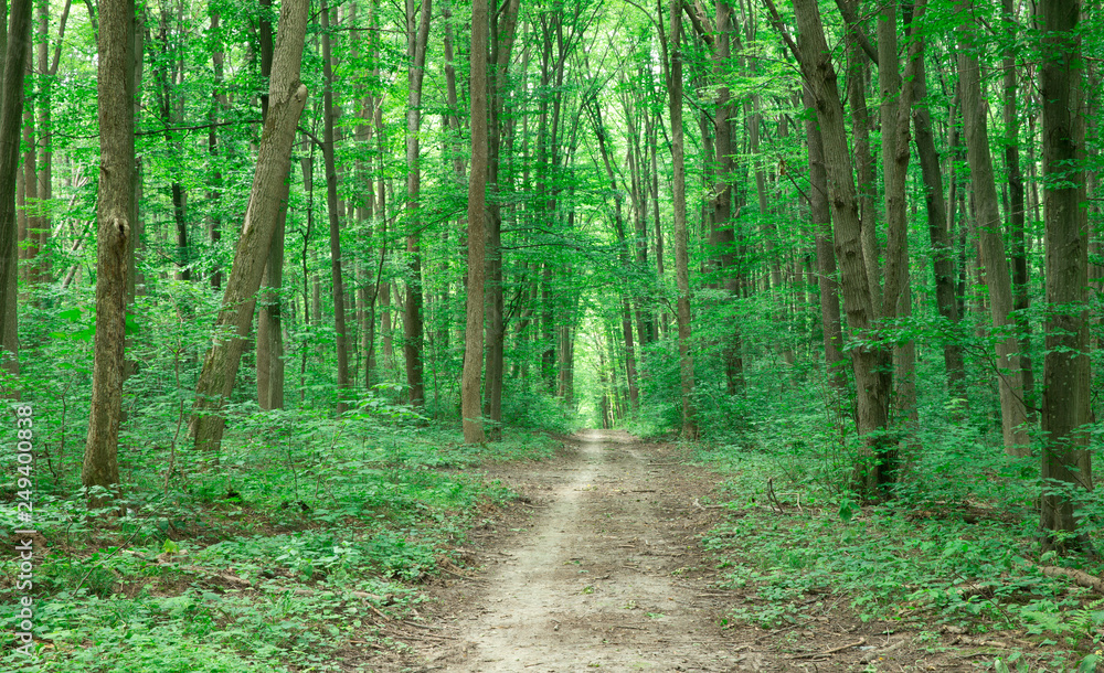 green Forest trees. nature green wood sunlight backgrounds green Forest trees. nature green wood sunlight backgrounds