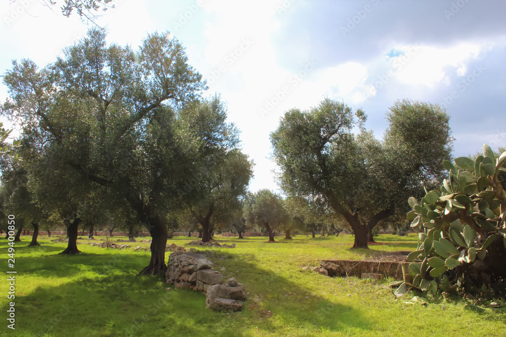 Beautiful rows of olive trees on a sunny day in Salento, Apulia region, Italy. Ecological Agriculture Concept