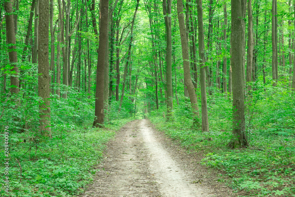 green Forest trees. nature green wood sunlight backgrounds green Forest trees. nature green wood sunlight backgrounds