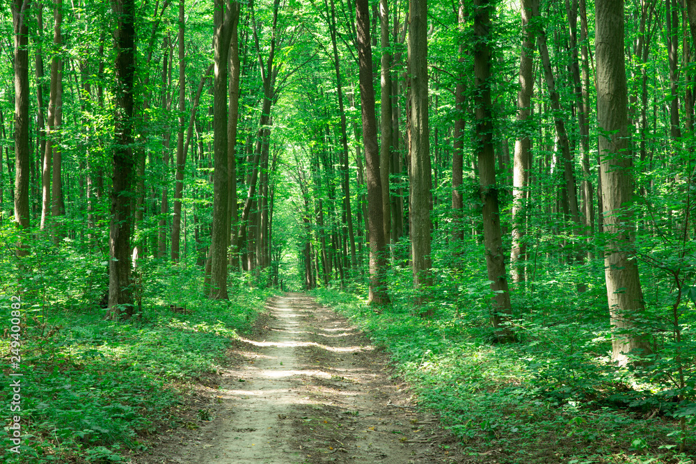 green Forest trees. nature green wood sunlight backgrounds green Forest trees. nature green wood sunlight backgrounds