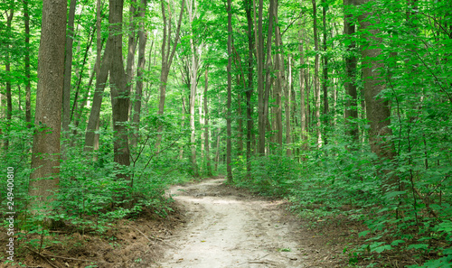 green Forest trees. nature green wood sunlight backgrounds