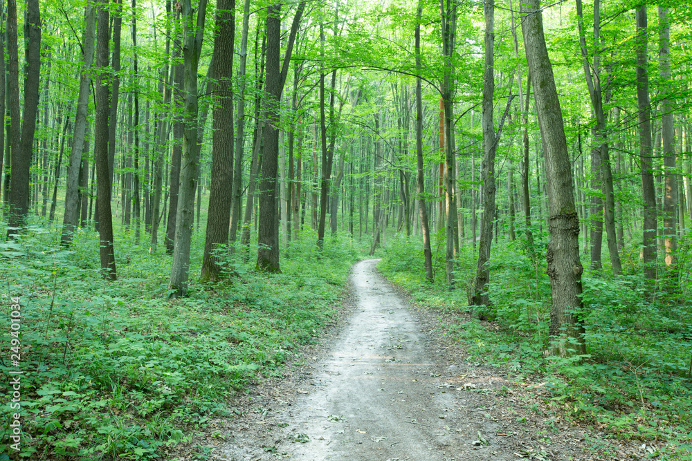 green Forest trees. nature green wood sunlight backgrounds