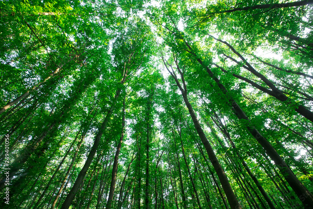 Fototapeta premium drzewa leśne. natura zielone światło słoneczne drewna tła