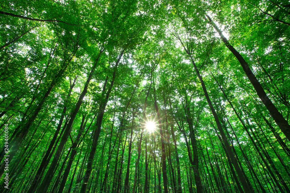 forest trees. nature green wood sunlight backgrounds forest trees. nature green wood sunlight backgrounds