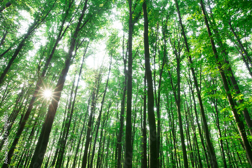 Fototapeta Naklejka Na Ścianę i Meble -  forest trees. nature green wood sunlight backgrounds