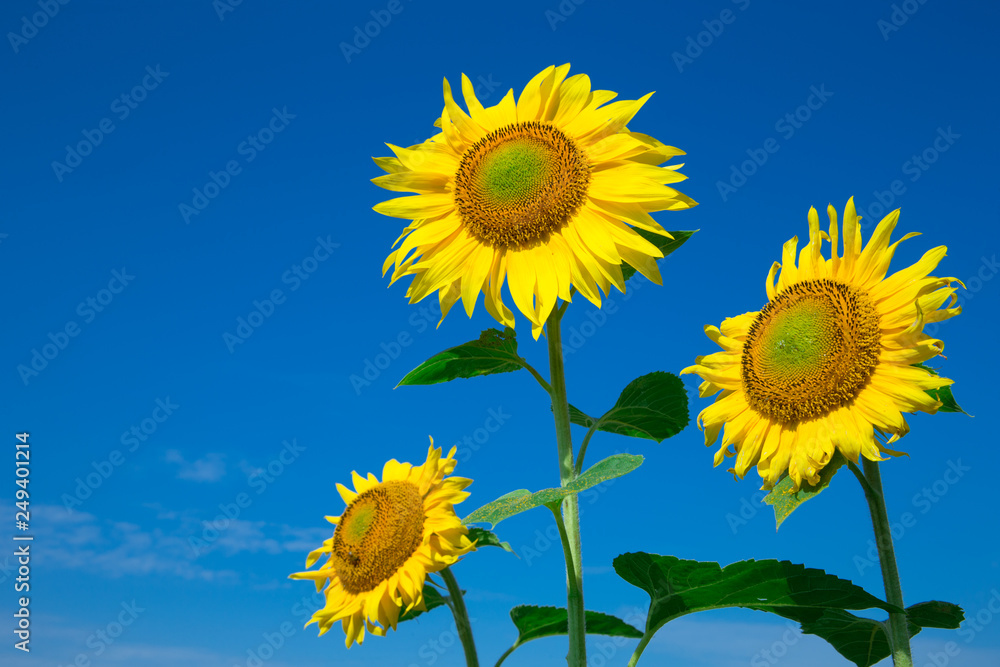 Sunflower field with cloudy blue sky Sunflower field with cloudy blue sky