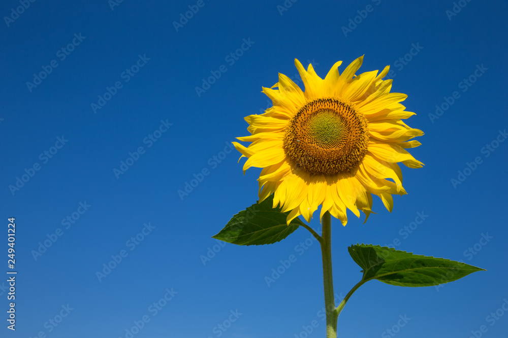 Sunflower field with cloudy blue sky Sunflower field with cloudy blue sky
