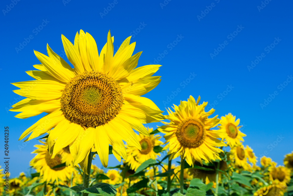 Obraz premium Sunflower field with cloudy blue sky