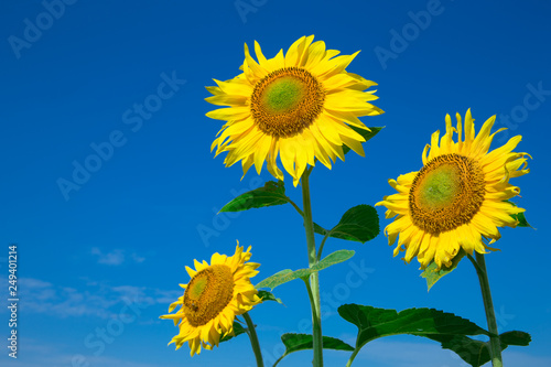 Sunflower field with cloudy blue sky