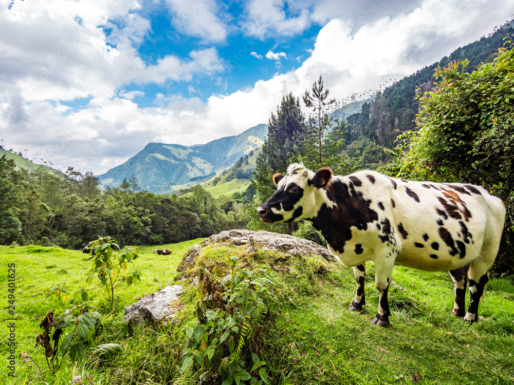 Beautiful day hiking scenery of Cocora Valley in Salento, Colombia