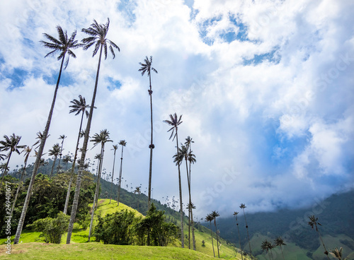 Obraz na płótnie Beautiful mountainous scenery of Valle del Cocora in Salento, Colombia w salonie