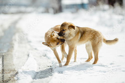Portrait of two dogs over the bottom of the snow. The color of the yellow hair.