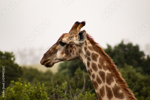 Funny close up of a giraffe's head in the african bush: cute, friendly face © laura