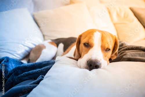 Dog tired sleeps on a couch, beagle on sofa.