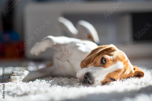 Fotografie Dog tired sleeps on a floor. Beagle on carpet in sun.