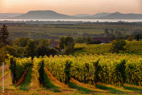 Fototapeta Vineyards and the Badacsony mountain with Lake Balaton at sunset in Hungary