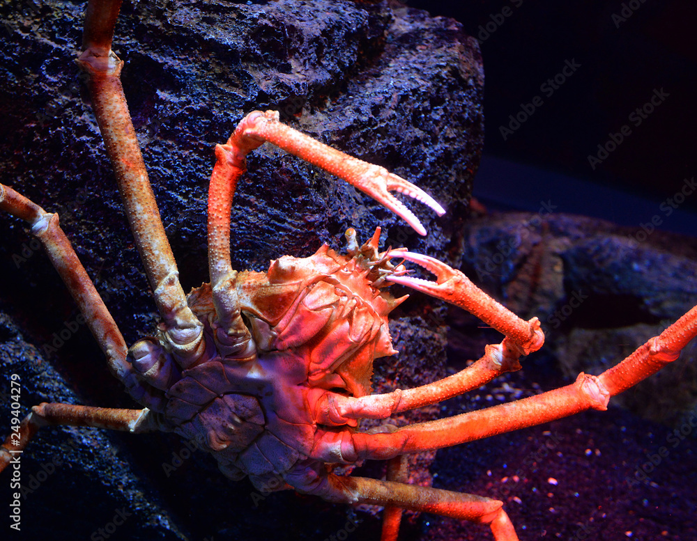 Giant spider crab / Japanese giant crab swimming underwater aquariumun