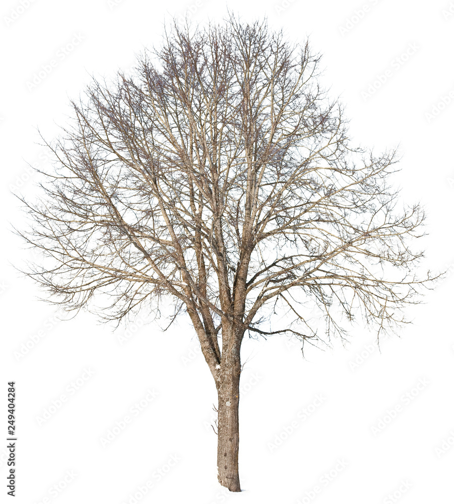 Tilia - Linde Tilia - Linde