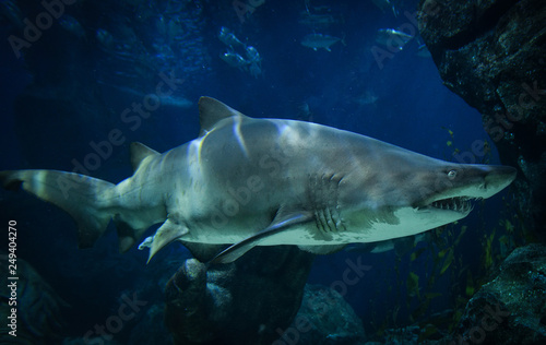 large Ragged Tooth Shark or Sand Tiger Shark photo