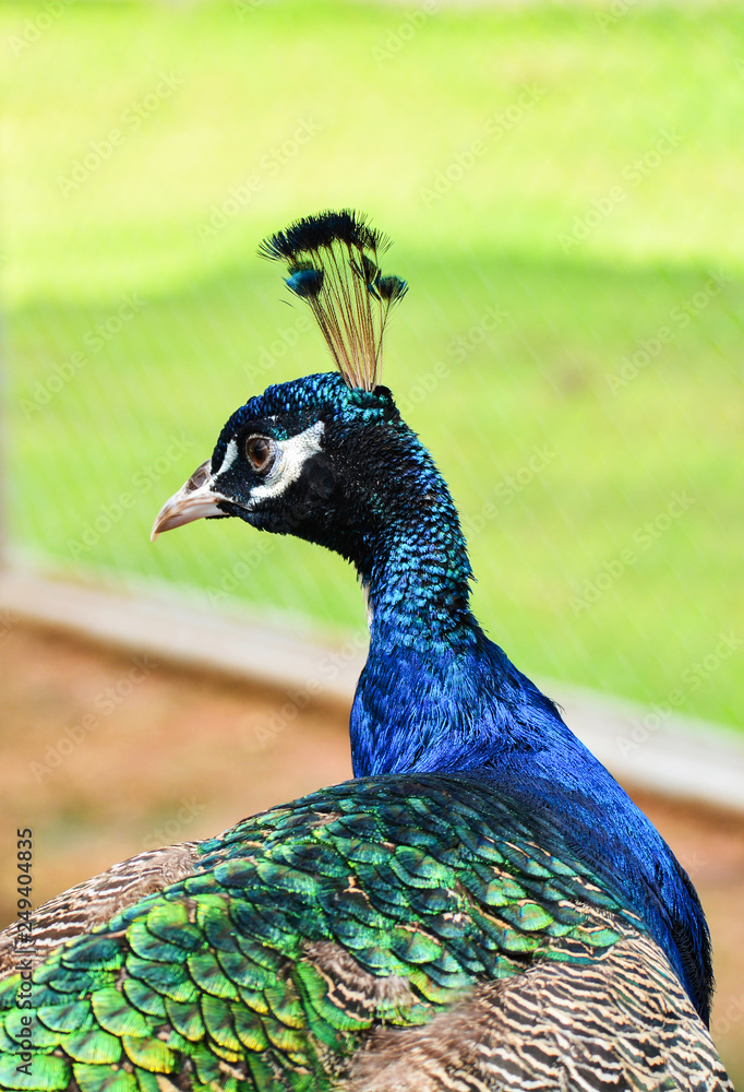 Peacock portrait / Close up head peacock walking on green grass in farm - Peafowl bird Peacock portrait / Close up head peacock walking on green grass in farm - Peafowl bird