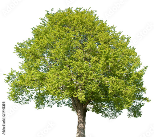 Acer campestre - Feldahorn, Ahorn