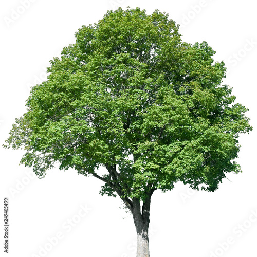 Acer campestre - Feldahorn, Ahorn