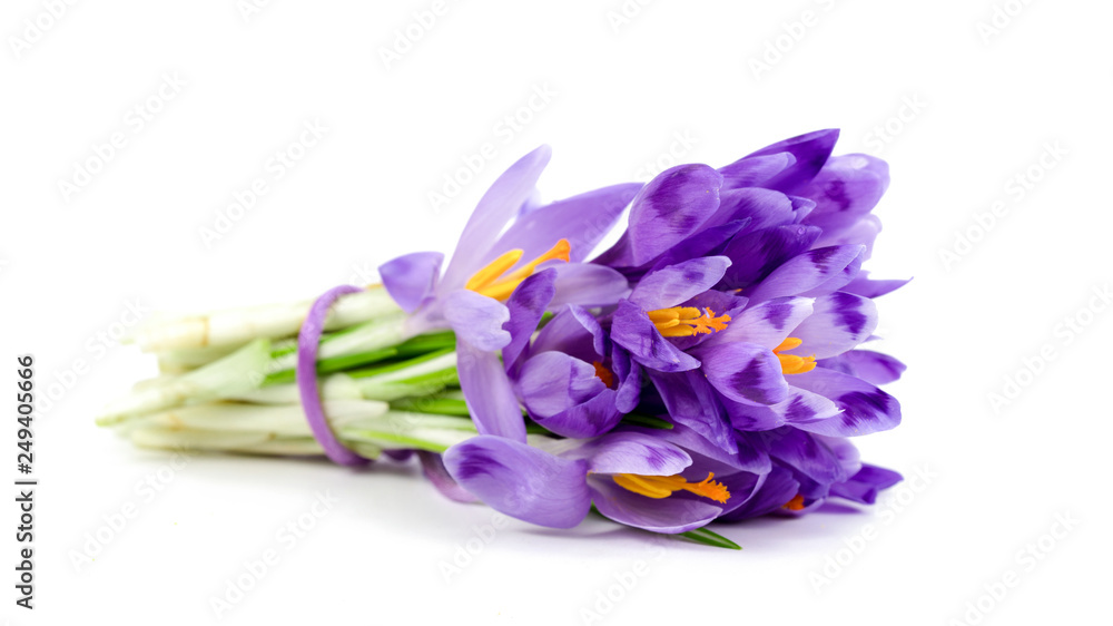 Bouquet of violet crocuses and white snowdrops Bouquet of violet crocuses and white snowdrops