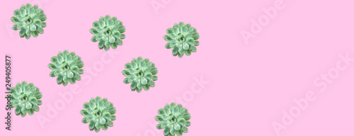 Beautiful green succulent pattern on trendy pink background. Creative summer concept for gift, card, birthday, holiday, party,Valentine's day, 8 March. Copy space. Minimal style, top view, flat lay.