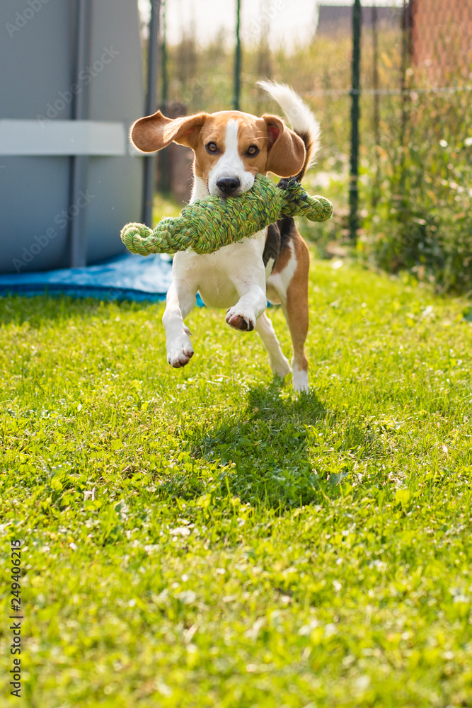 Beagle dog fun in garden outdoors run and jump with knot rope
