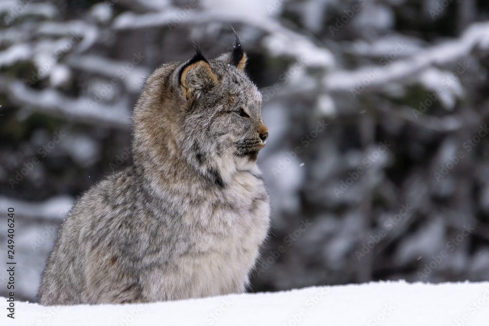 Obraz premium Lynx Kitten seen in Banff National Park